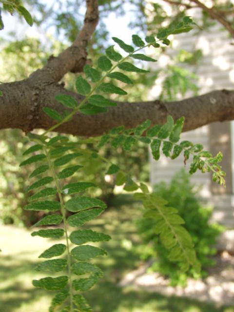 P6301613